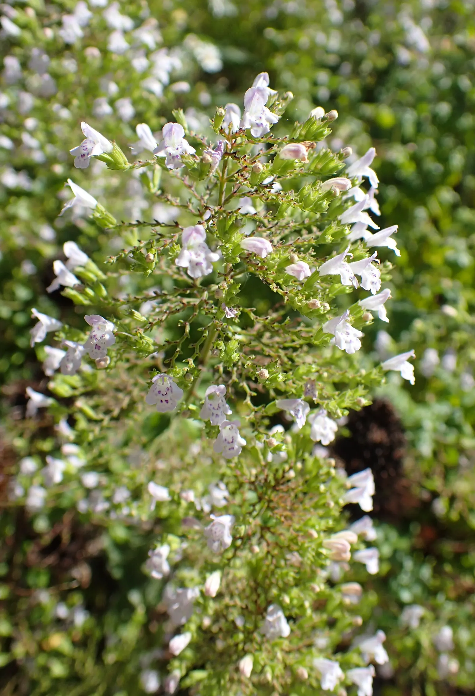 Calamint (Calamintha Nepeta) — Calamint is recognized for its pollinator-friendly nature; delicate lilac to white flowers that bloom profusely from, image 125