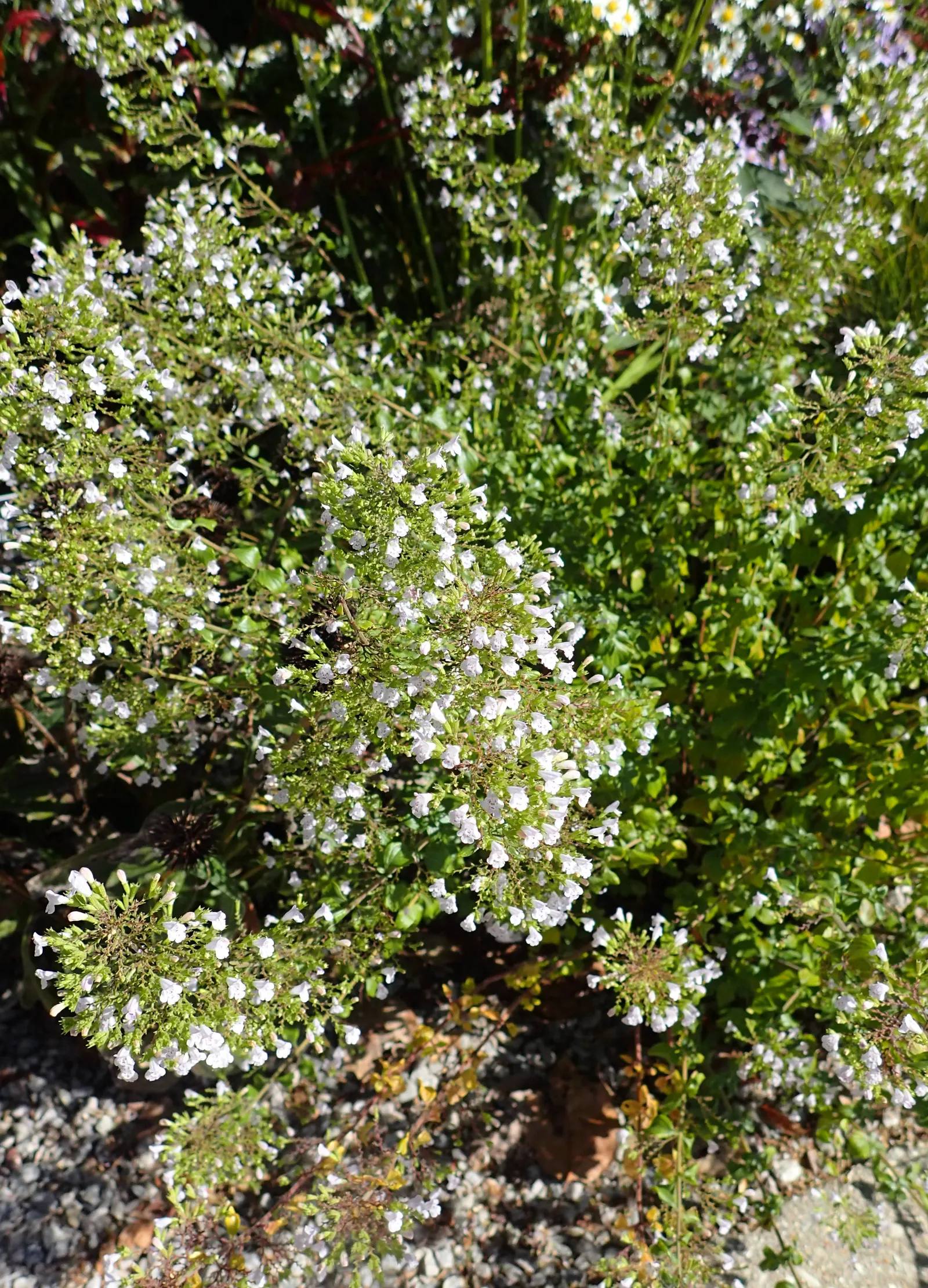 Calamint (Calamintha Nepeta) — and other beneficial insects; it is hardy to USDA zones 5 to 9 and exhibits drought tolerance once established, image 99