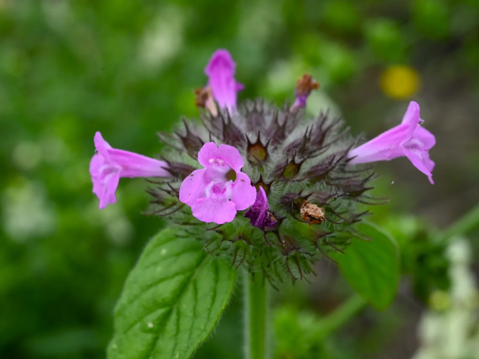 Calamint (Calamintha Nepeta) — with a similar spread of up to 18 to 24 inches; it is also deer-resistant, image 146