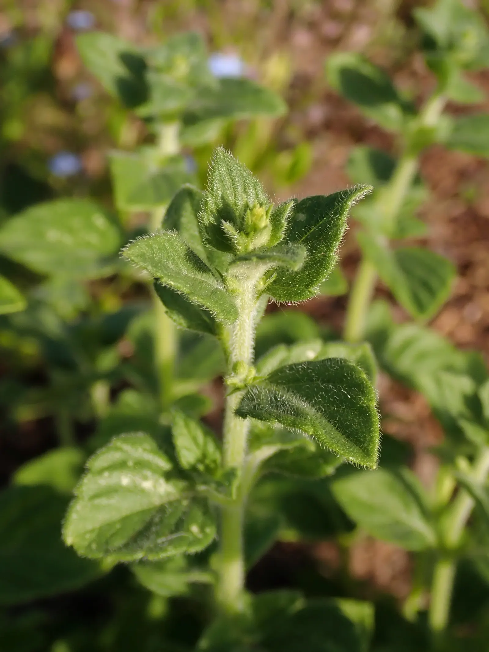 Calamint (Calamintha Nepeta) — commonly known as Lesser Calamint or simply Calamint; creating a low mound of foliage that serves as an excellent, image 168