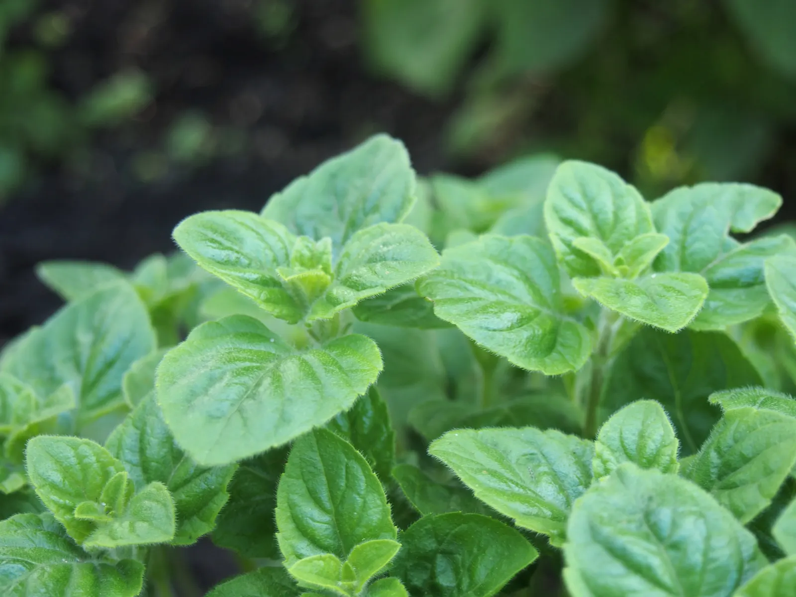 Calamint (Calamintha Nepeta) — oval-shaped leaves are a luscious green; as a member of the mint family