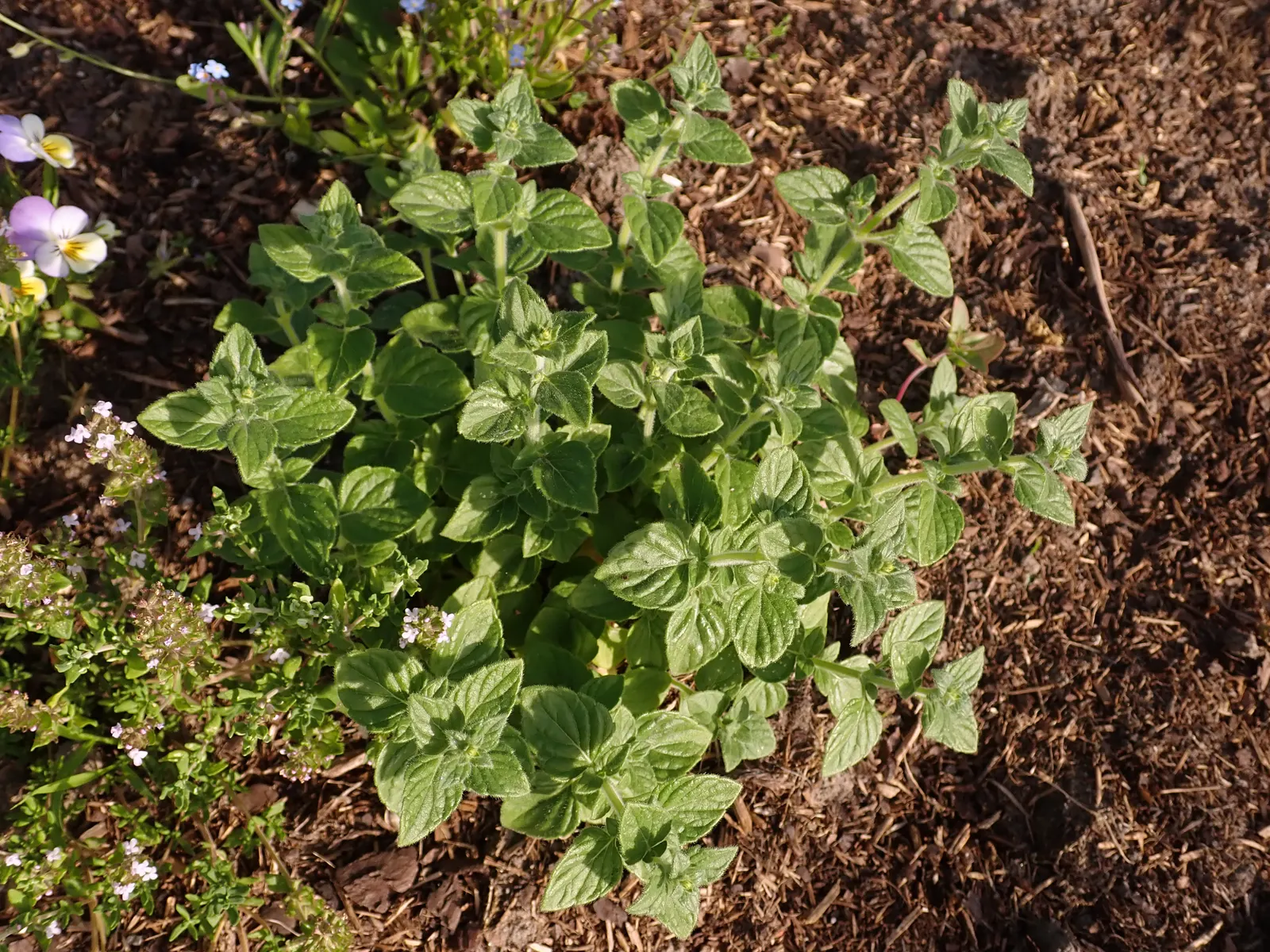 Calamint (Calamintha Nepeta) — Calamint is recognized for its pollinator-friendly nature; delicate lilac to white flowers that bloom profusely from, image 179