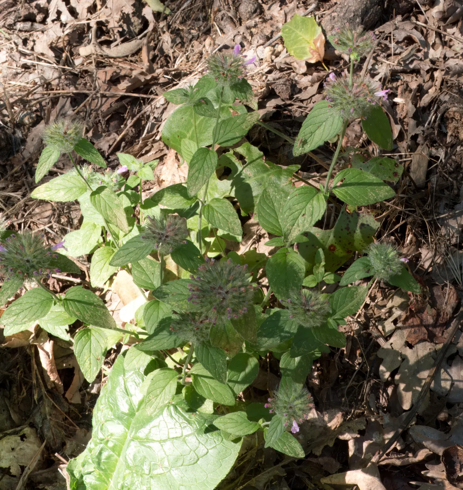 Calamint (Calamintha Nepeta) — commonly known as Lesser Calamint or simply Calamint; creating a low mound of foliage that serves as an excellent, image 60