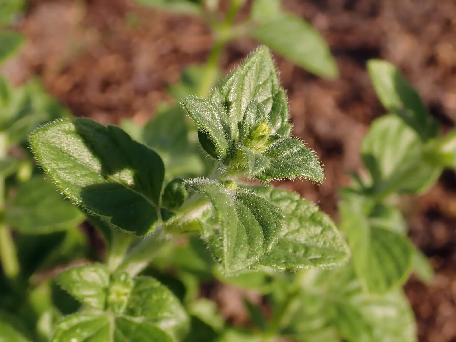 Calamint (Calamintha Nepeta) — This bee-friendly plant reaches 12-18 inches tall and spreads up to 18 inches wide