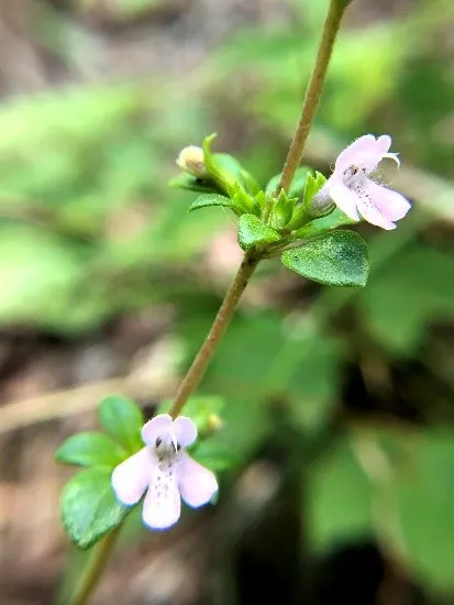 Calamint (Calamintha Nepeta) — which is beneficial for low-maintenance or water-conscious landscapes.<br><br>Moreover; commonly known as Calamint, image 178