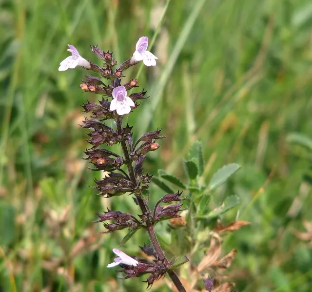 Calamint (Calamintha Nepeta) — creating a low mound of foliage that serves as an excellent groundcover or border frontage; ground cover / perennial, image 174
