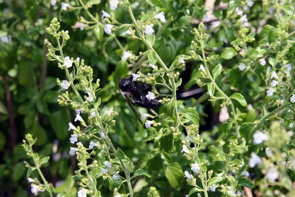 Calamint (Calamintha Nepeta) — white flowers in the garden; minty fragrance.<br><br>The plant typically reaches a mature height of 12 to 18 inches, image 79