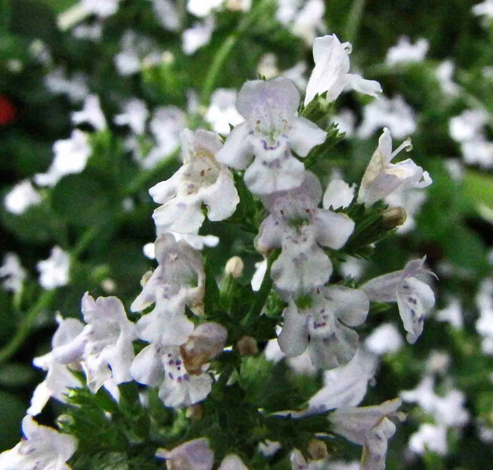 Calamint (Calamintha Nepeta) — commonly known as Calamint; calamint's mint-scented foliage offers a fragrant addition to borders and is heat, image 55