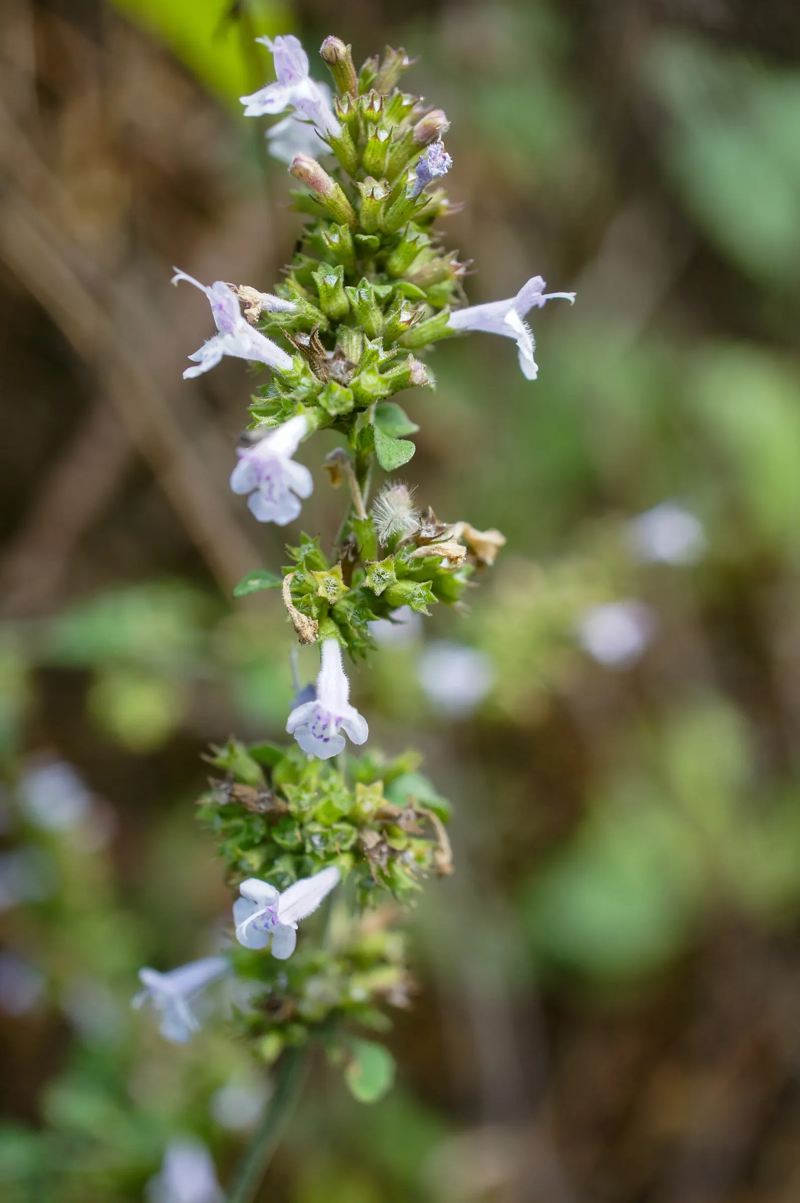 Calamint (Calamintha Nepeta) — with a similar spread of up to 18 to 24 inches; it is also deer-resistant, image 173