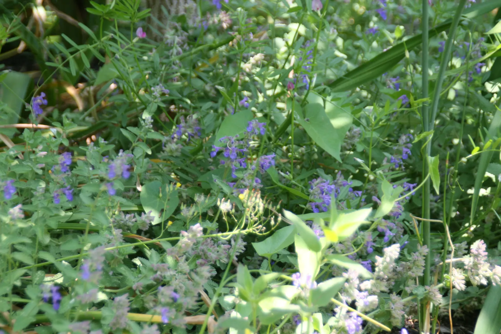 Calamint (Calamintha Nepeta) — commonly known as Lesser Calamint or simply Calamint; creating a low mound of foliage that serves as an excellent, image 141