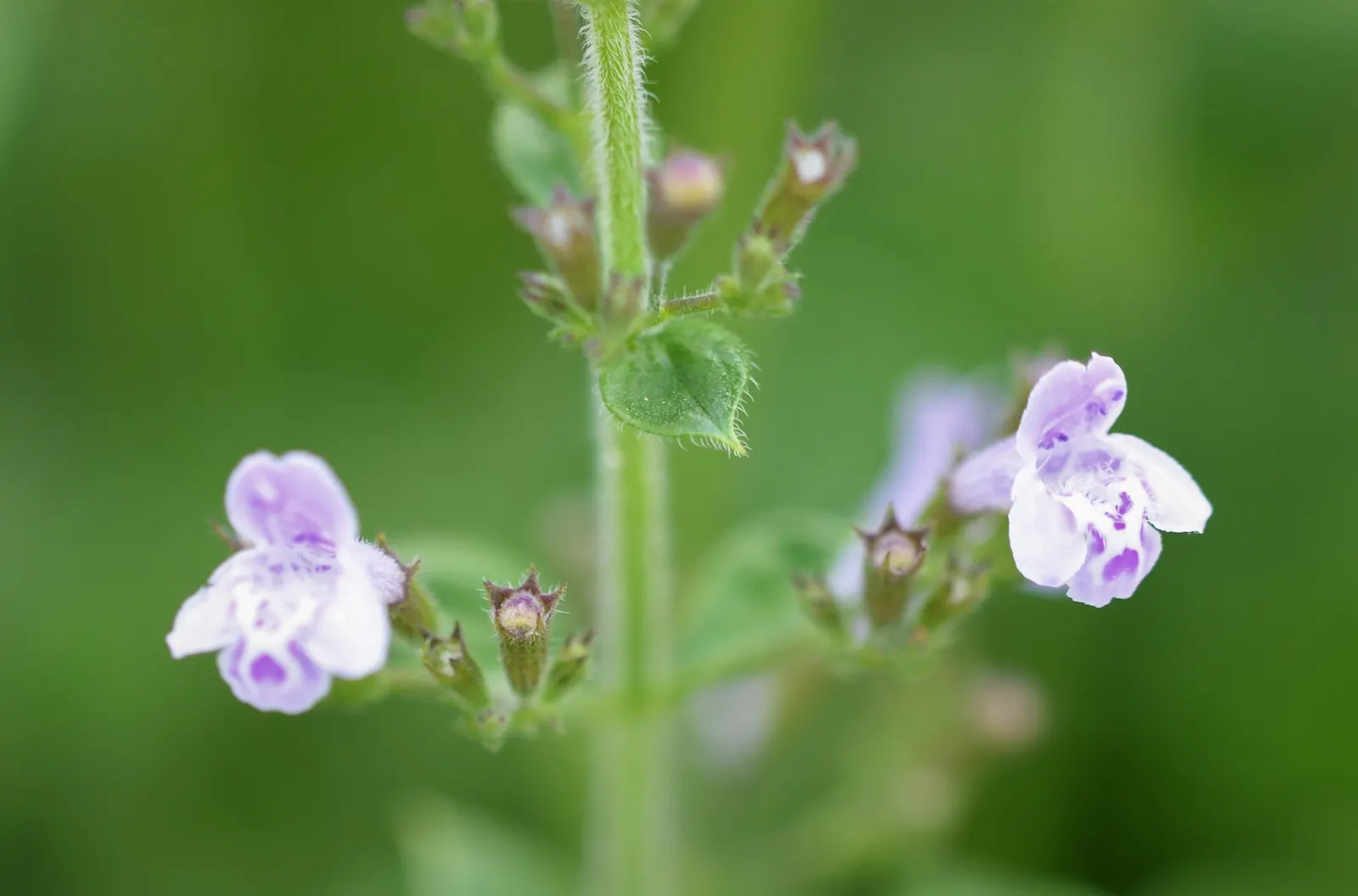 Calamint (Calamintha Nepeta) — or as a complement to other flowering perennials and grasses; which is beneficial for low-maintenance or, image 76