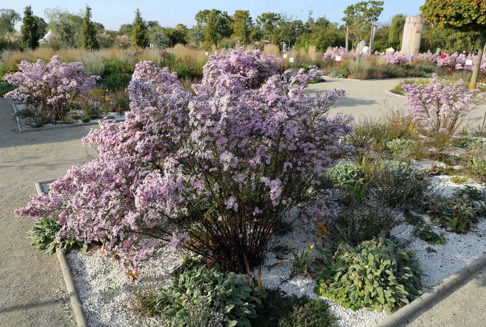 Calamint (Calamintha Nepeta) — This bee-friendly plant reaches 12-18 inches tall and spreads up to 18 inches wide; with a similar spread of up to, image 56