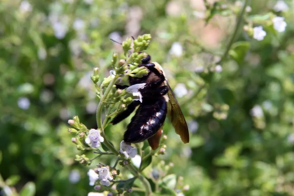 Calamint (Calamintha Nepeta) — commonly known as Lesser Calamint or simply Calamint; creating a low mound of foliage that serves as an excellent, image 87
