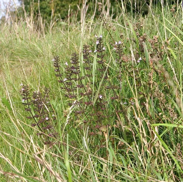 Calamint (Calamintha Nepeta) — It is hardy to USDA zones 5 to 9 and exhibits drought tolerance once established; consider its cascading foliage for, image 123