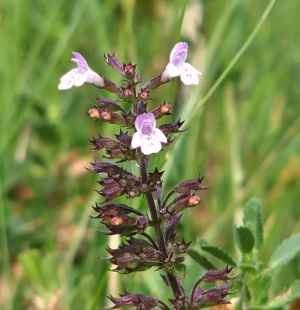 Calamint (Calamintha Nepeta) — ground cover / perennial for full or half or shade; calamintha nepeta is an excellent addition to any garden
