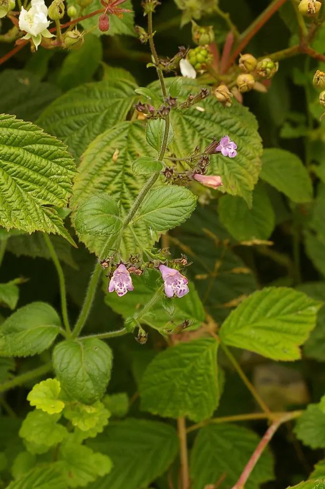 Calamint (Calamintha Nepeta) — oval-shaped leaves are a luscious green