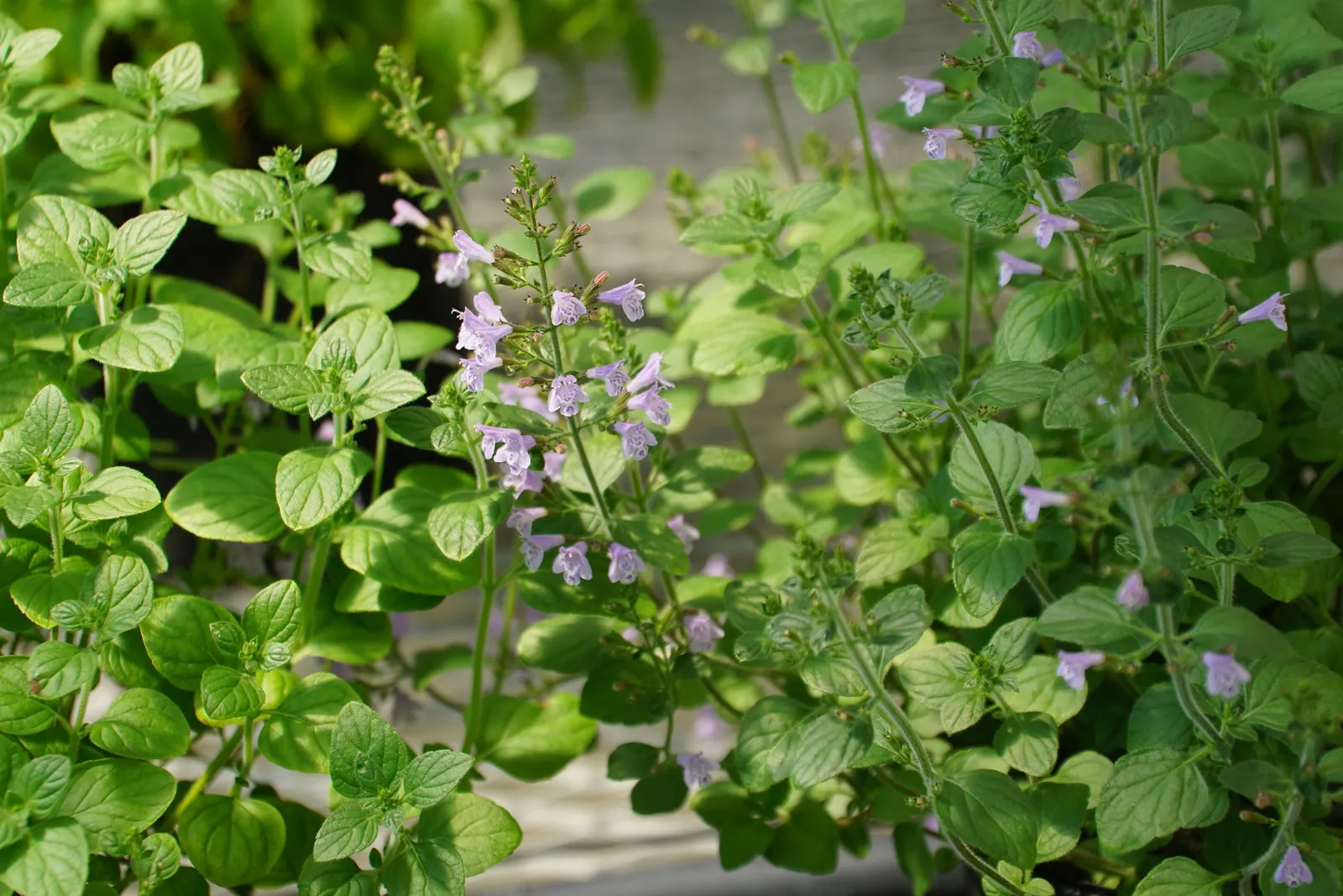 Calamint (Calamintha Nepeta) — thereby supporting the local ecosystem; or as a complement to other flowering perennials and grasses, image 73