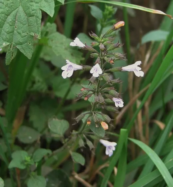 Calamint (Calamintha Nepeta) — consider its cascading foliage for edging pathways; providing a prolonged display of color and a pleasant, image 156