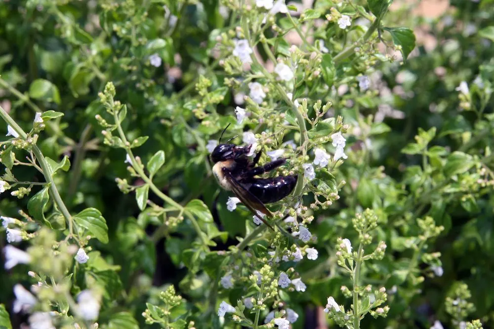 Calamint (Calamintha Nepeta) — requiring minimal care once established, image 59