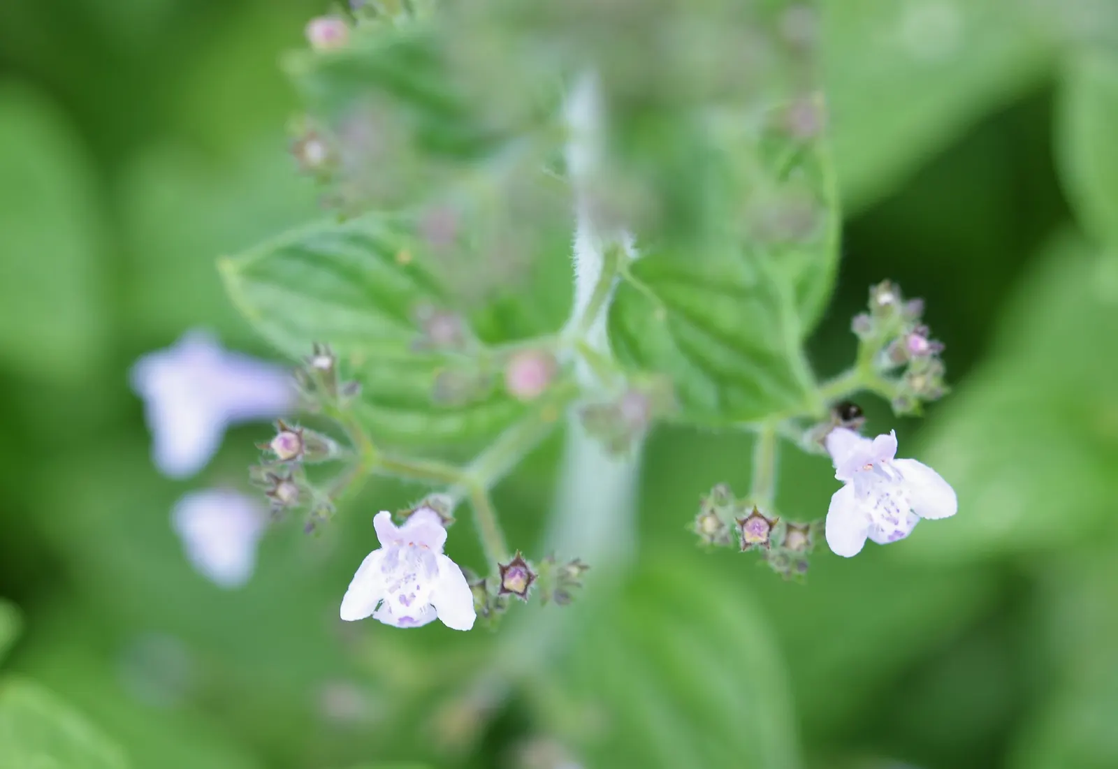 Calamint (Calamintha Nepeta) — As a member of the mint family; thereby supporting the local ecosystem, image 61