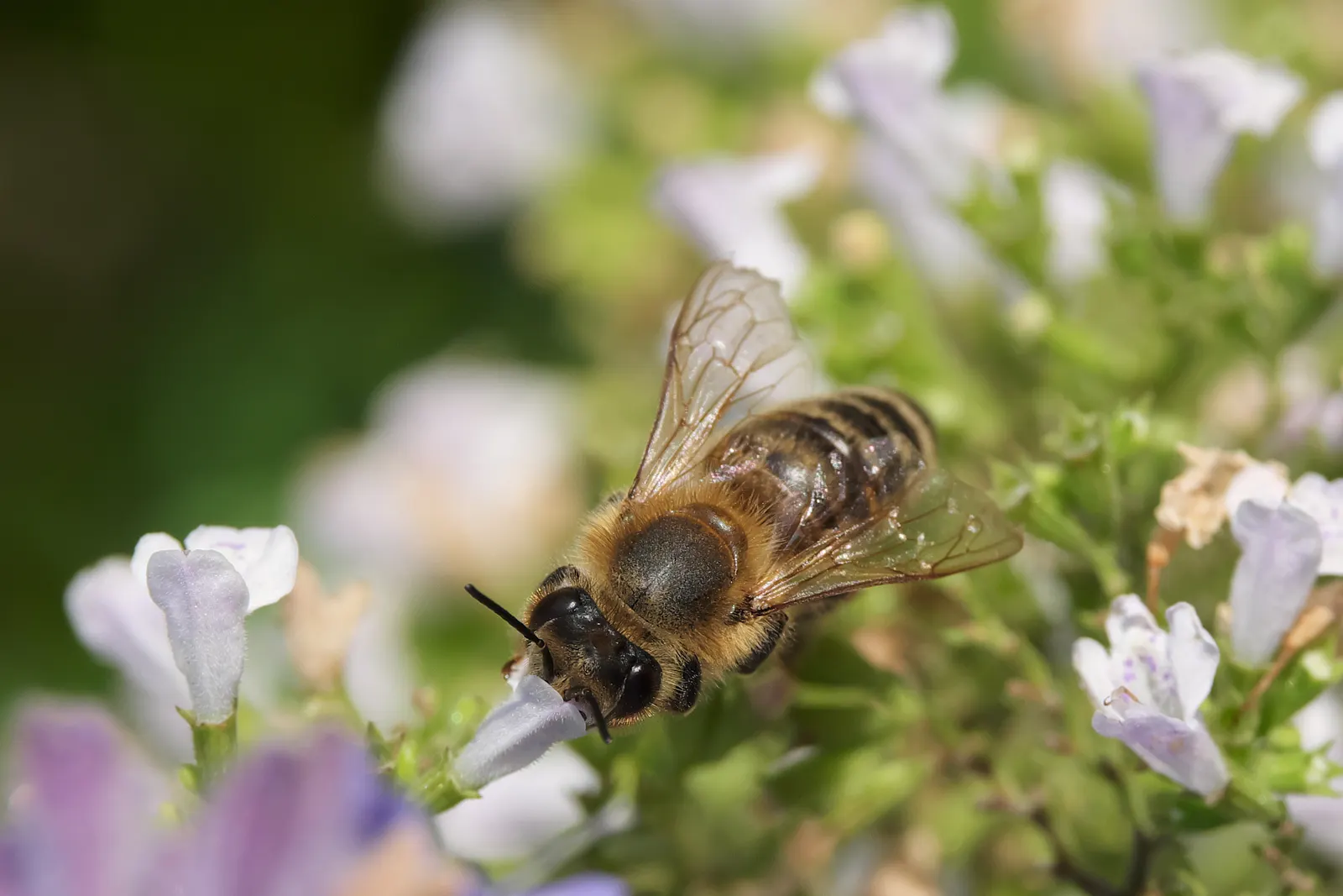 Calamint (Calamintha Nepeta) — commonly known as Lesser Calamint or simply Calamint; creating a low mound of foliage that serves as an excellent, image 114