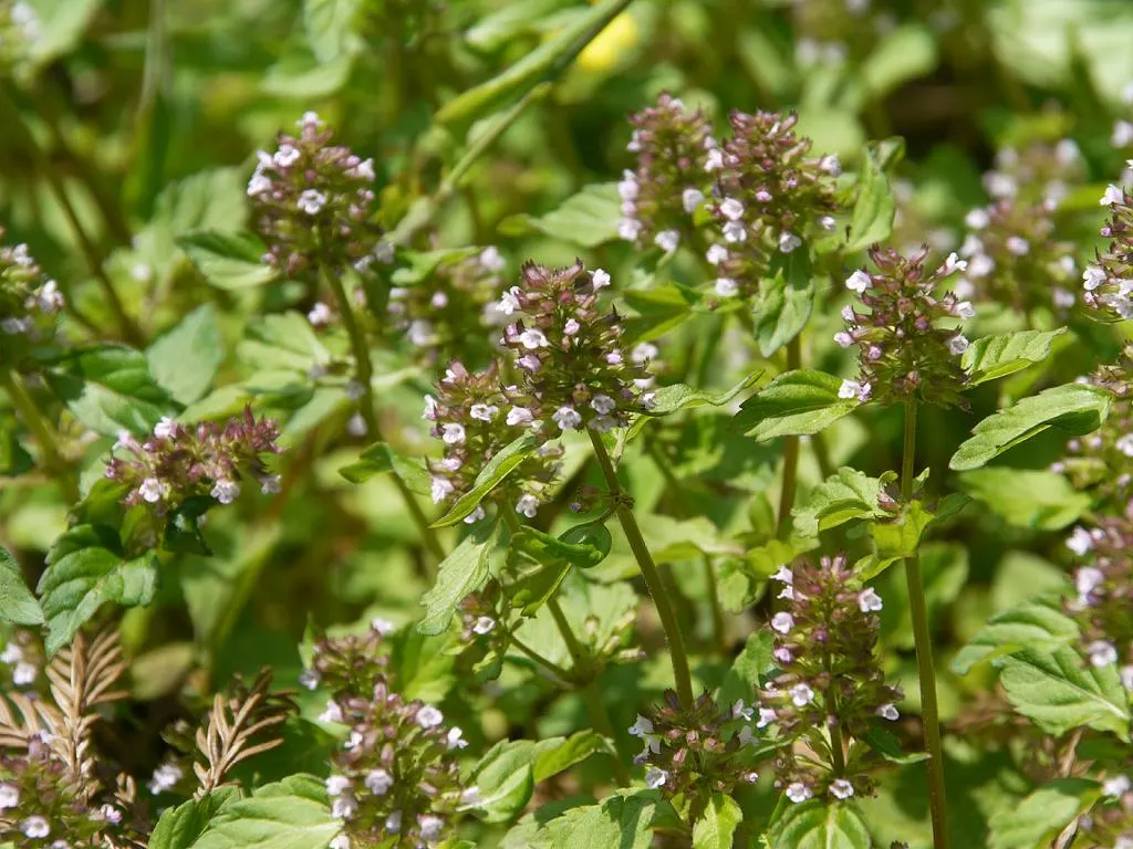 Calamint (Calamintha Nepeta) — white flowers in the garden; minty fragrance.<br><br>The plant typically reaches a mature height of 12 to 18 inches, image 160