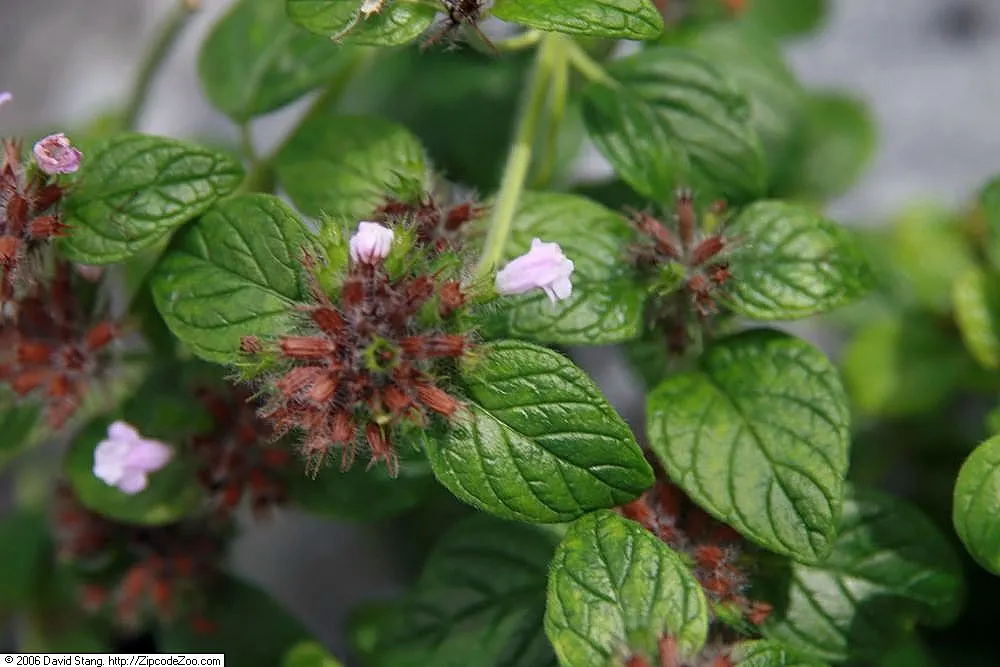 Calamint (Calamintha Nepeta) — Thriving in USDA zones 5-9, it prefers full sun to part shade and well-draining soil; and other beneficial insects