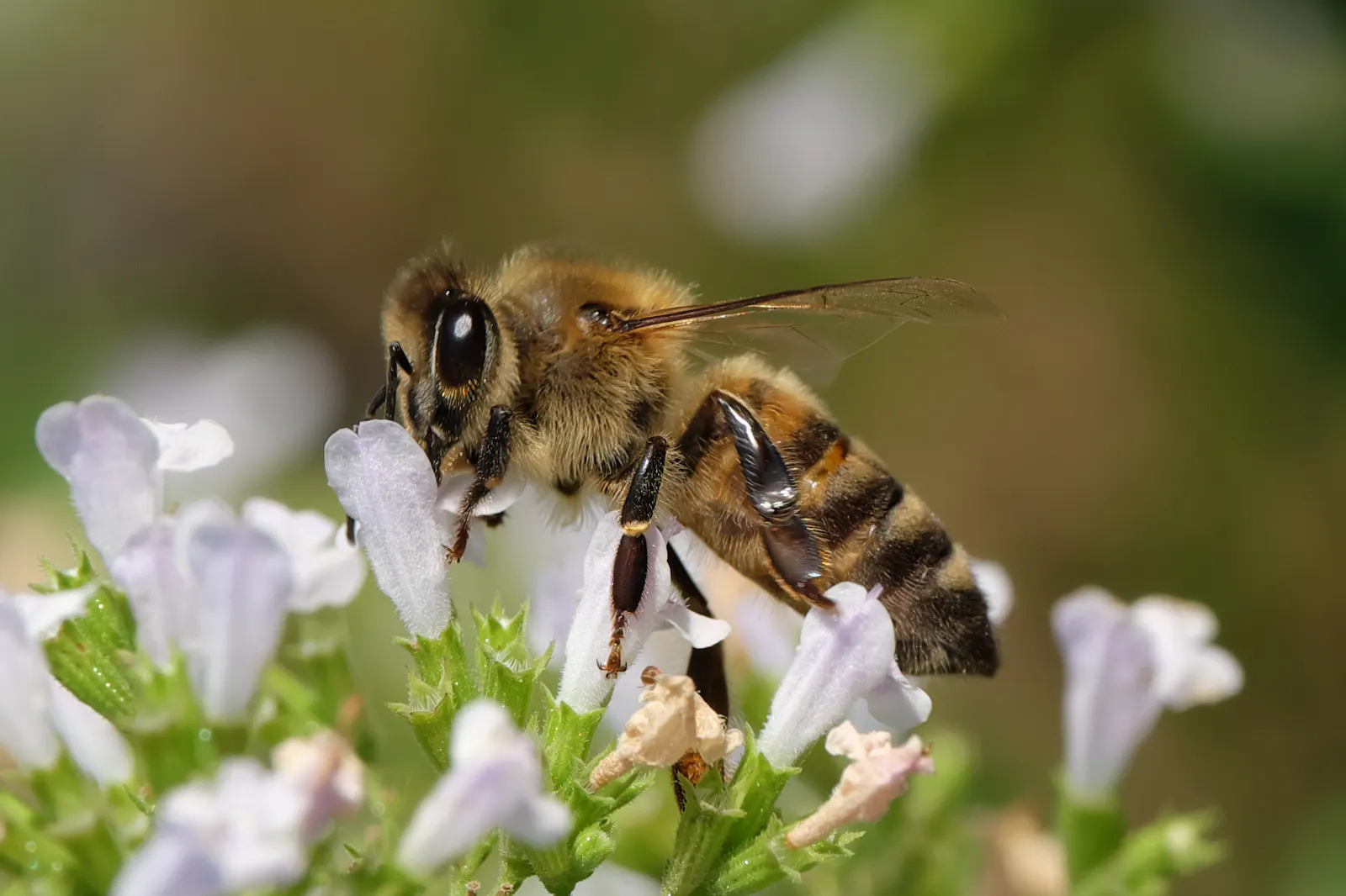 Calamint (Calamintha Nepeta) — commonly known as Lesser Calamint or simply Calamint