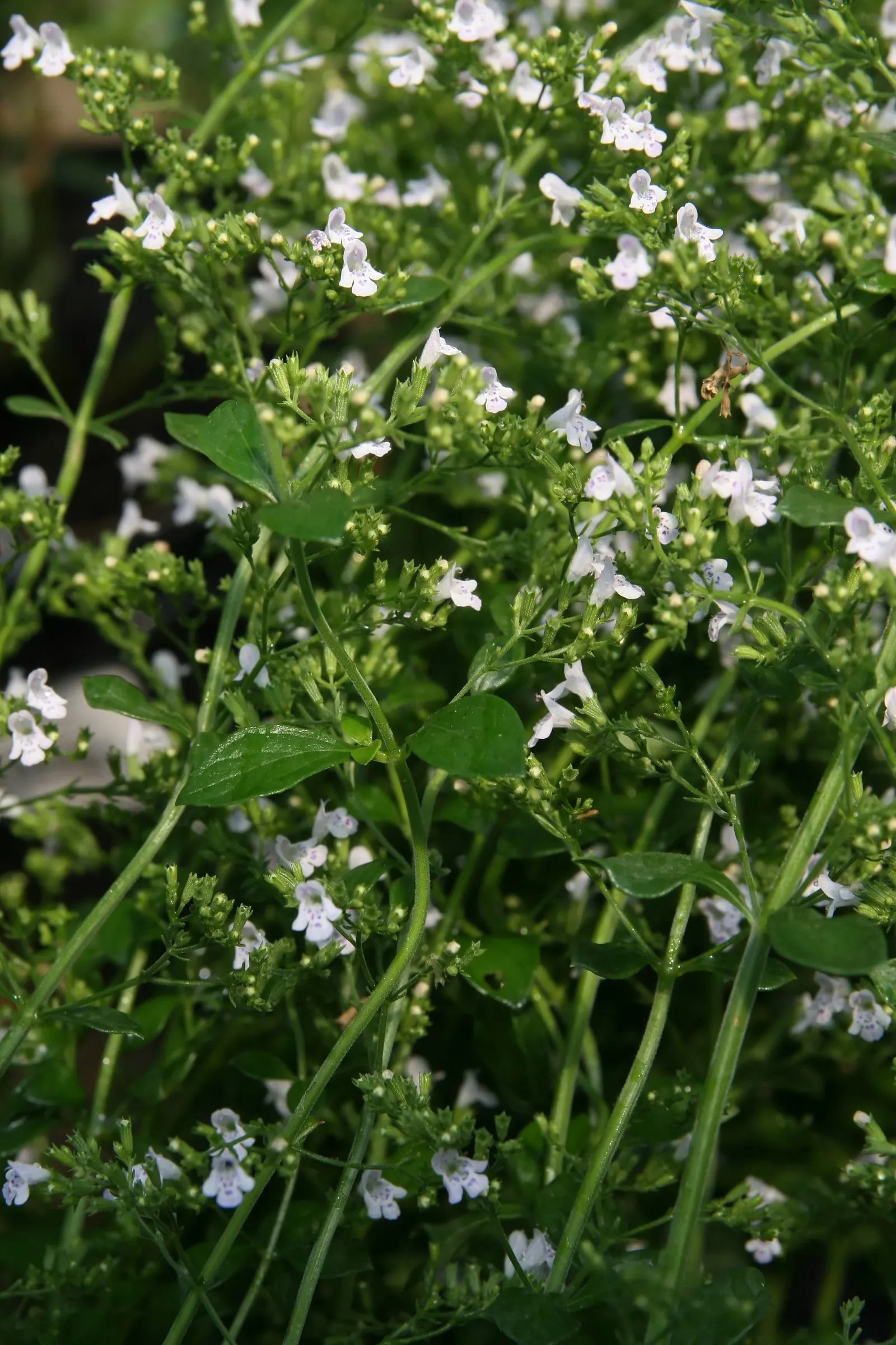 Calamint (Calamintha Nepeta) — providing a prolonged display of color and a pleasant; commonly known as Lesser Calamint or simply Calamint, image 117