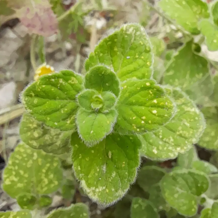 Calamint (Calamintha Nepeta) — It is hardy to USDA zones 5 to 9 and exhibits drought tolerance once established