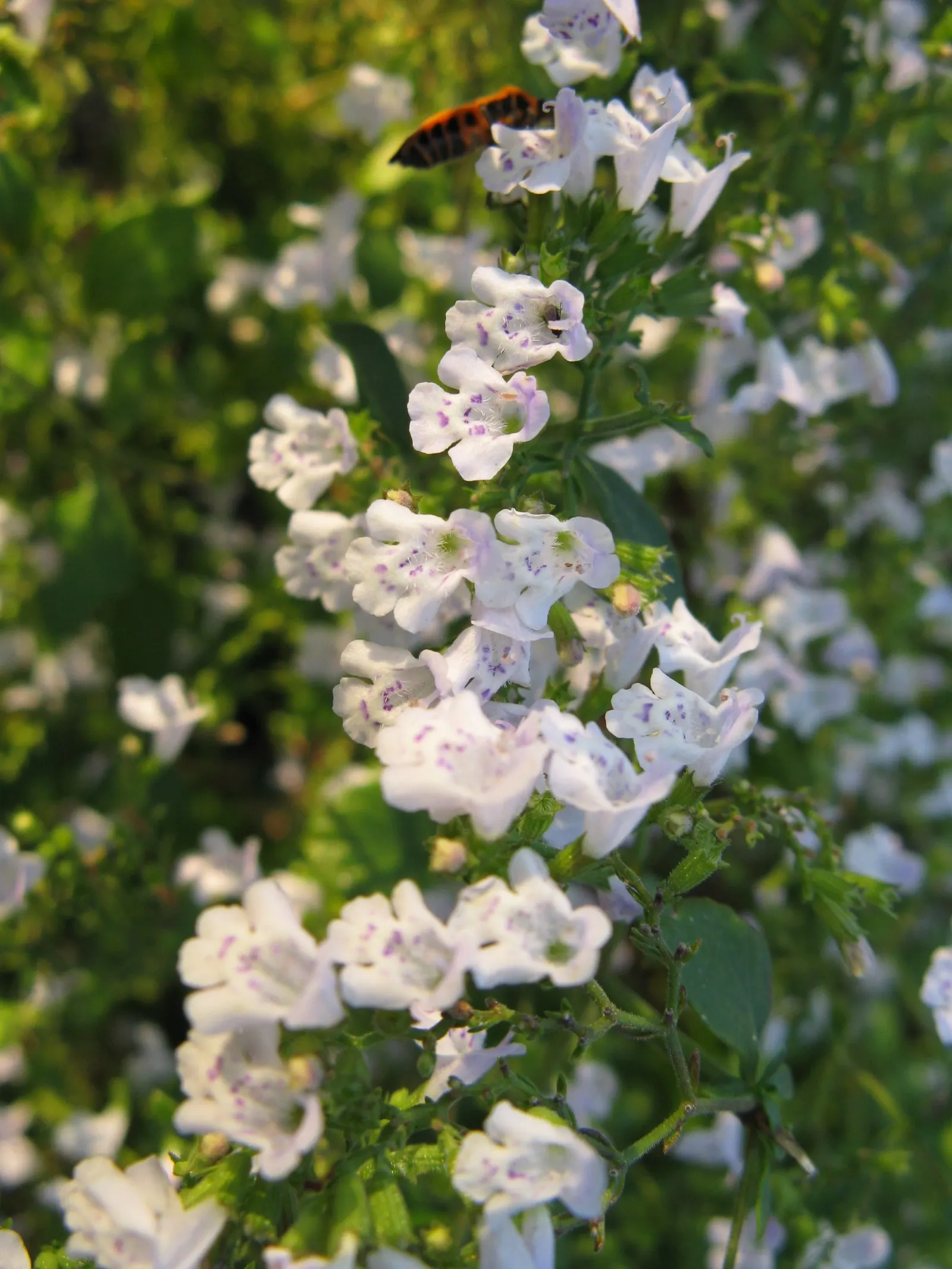 Calamint (Calamintha Nepeta) — Calamint is recognized for its pollinator-friendly nature; delicate lilac to white flowers that bloom profusely from, image 152