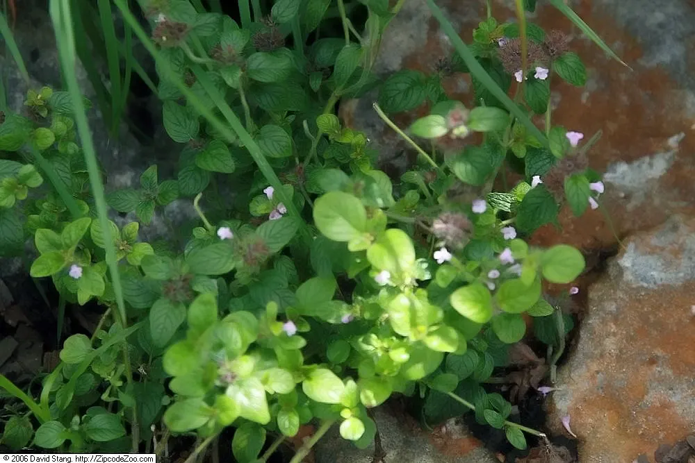 Calamint (Calamintha Nepeta) — minty fragrance.<br><br>The plant typically reaches a mature height of 12 to 18 inches; oval-shaped leaves are a, image 64