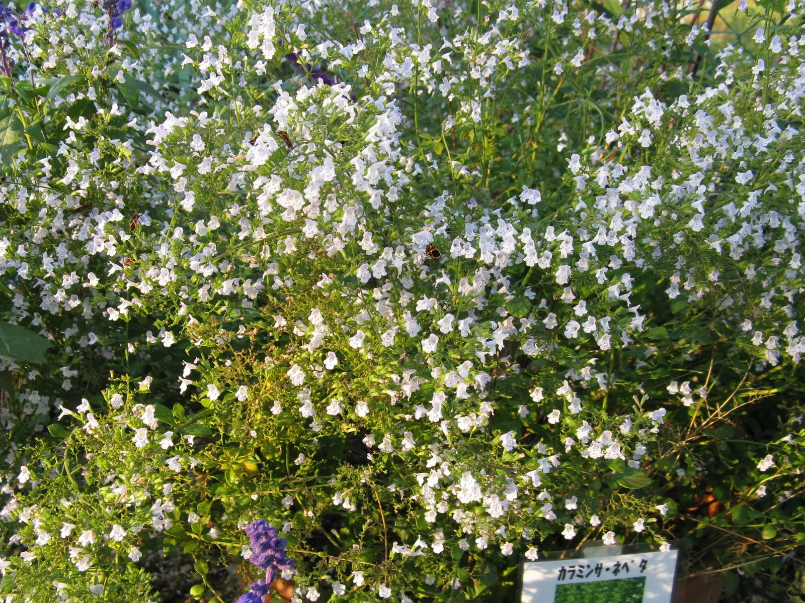 Calamint (Calamintha Nepeta) — ground cover / perennial with white blooms; calamint is recognized for its pollinator-friendly nature, image 161