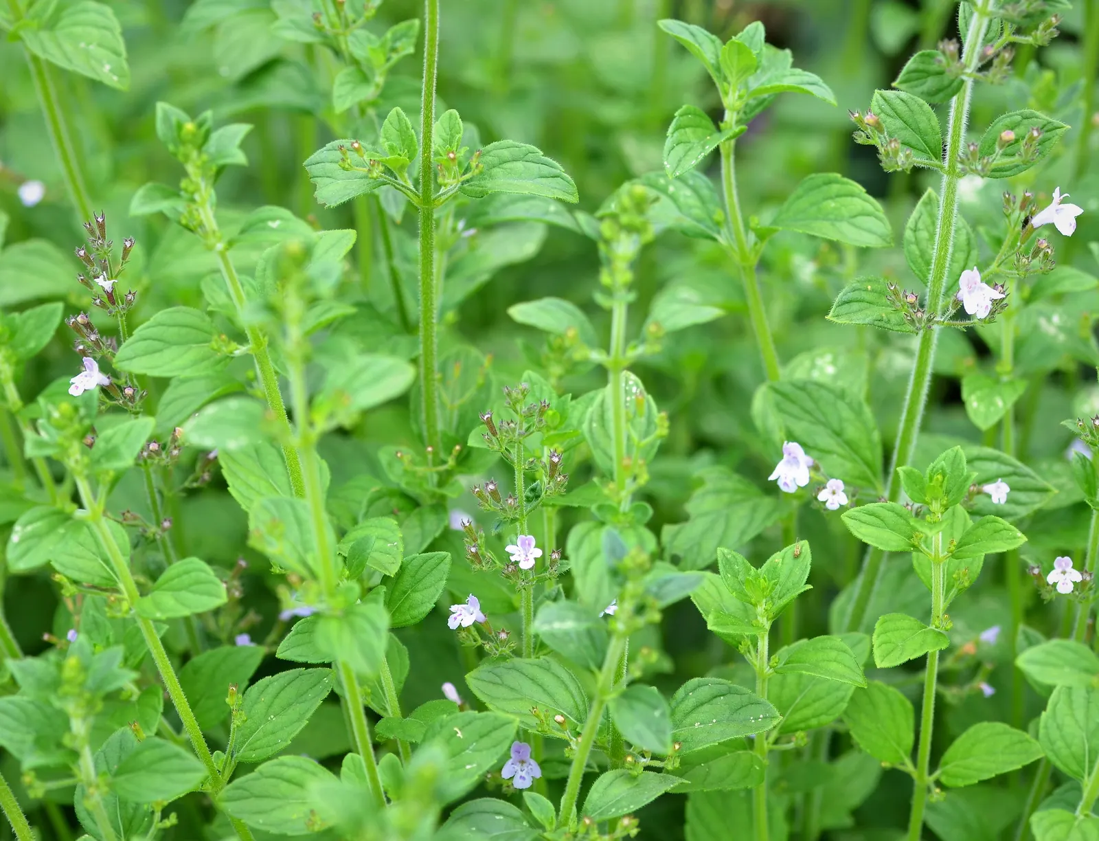 Calamint (Calamintha Nepeta) — or as a complement to other flowering perennials and grasses; which is beneficial for low-maintenance or, image 157