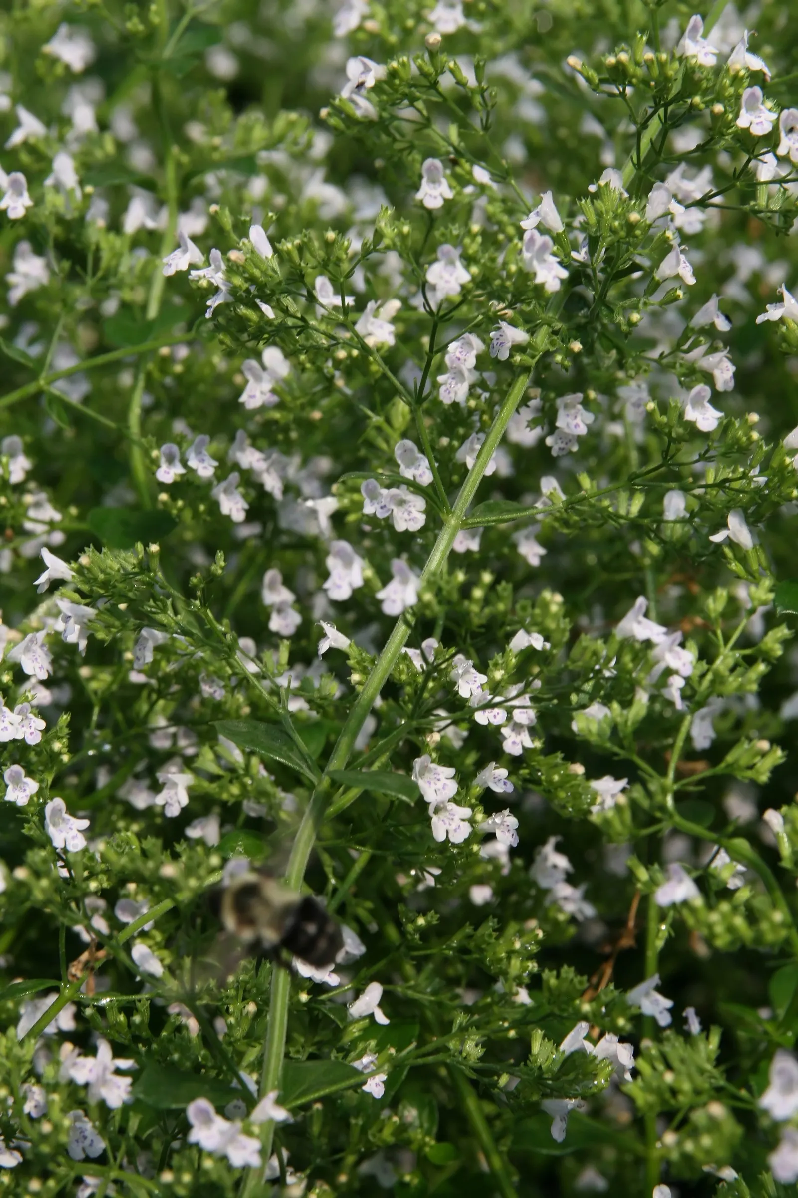 Calamint (Calamintha Nepeta) — Calamint's mint-scented foliage offers a fragrant addition to borders and is heat tolerant; white flowers in the garden