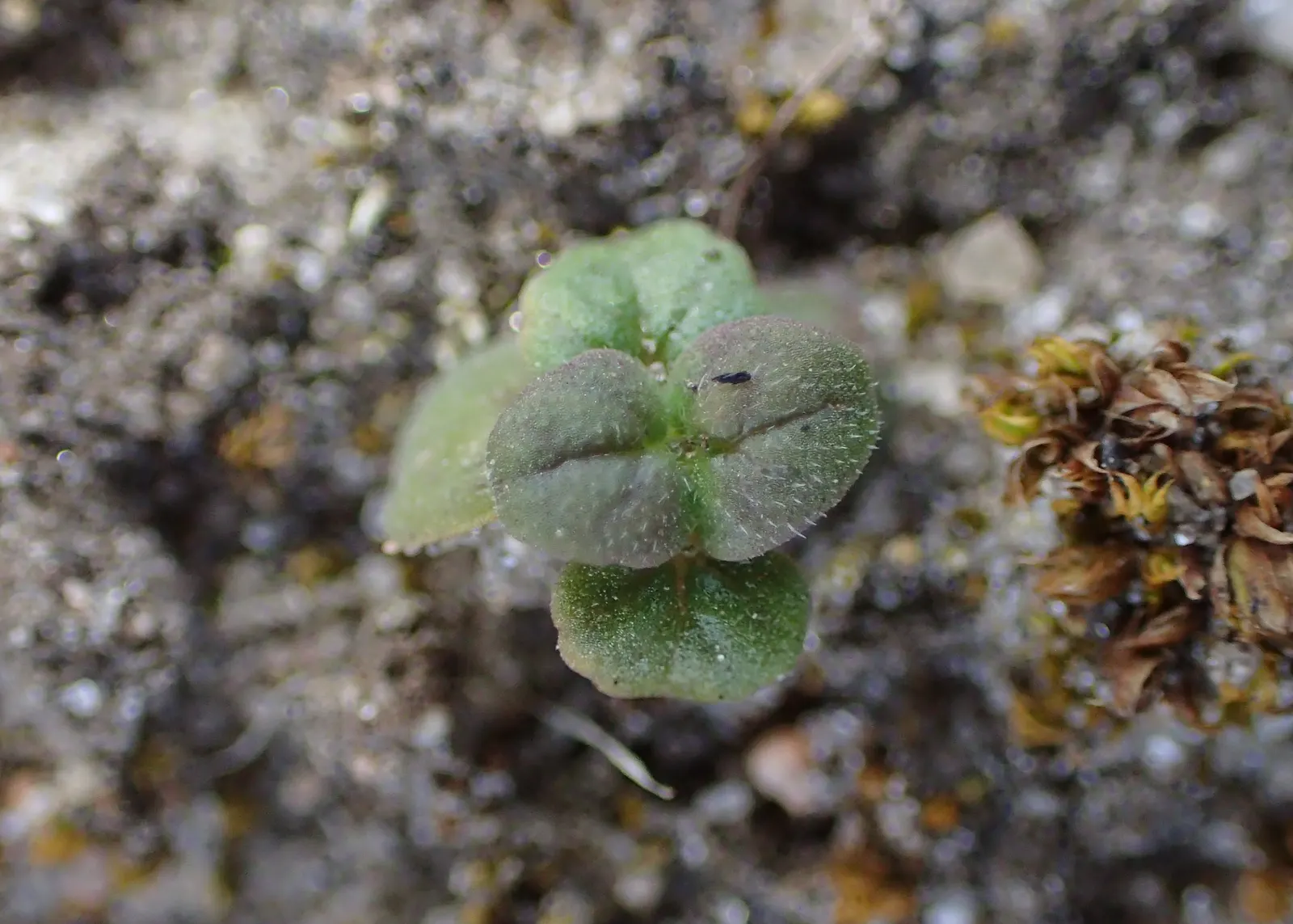 Calamint (Calamintha Nepeta) — with a similar spread of up to 18 to 24 inches
