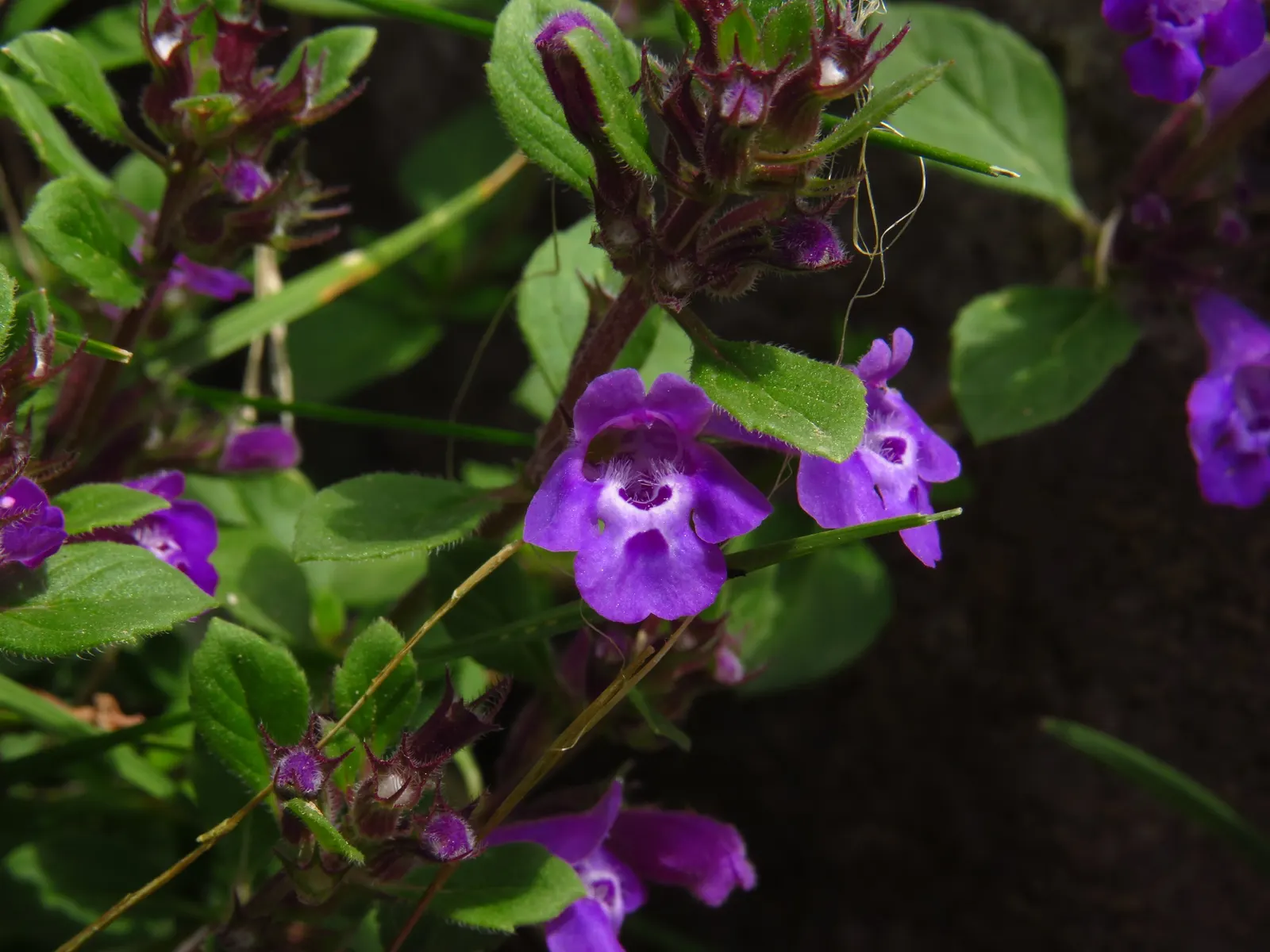 Calamint (Calamintha Nepeta) — with a similar spread of up to 18 to 24 inches; it is also deer-resistant, image 119