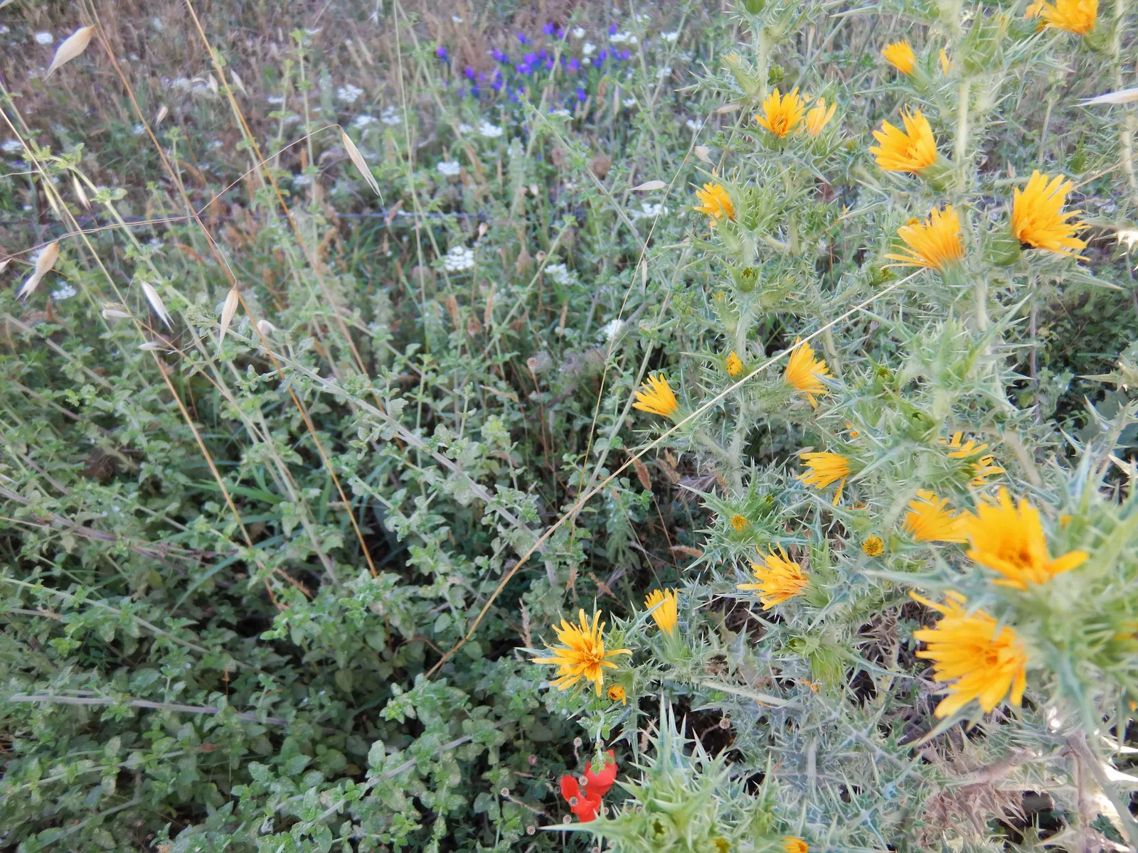 Calamint (Calamintha Nepeta) — It is hardy to USDA zones 5 to 9 and exhibits drought tolerance once established; consider its cascading foliage for, image 177