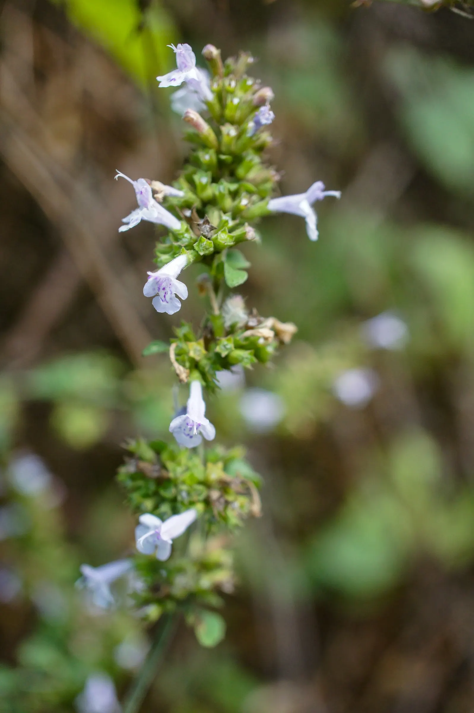 Calamint (Calamintha Nepeta) — making it a versatile choice for various garden positions, image 95