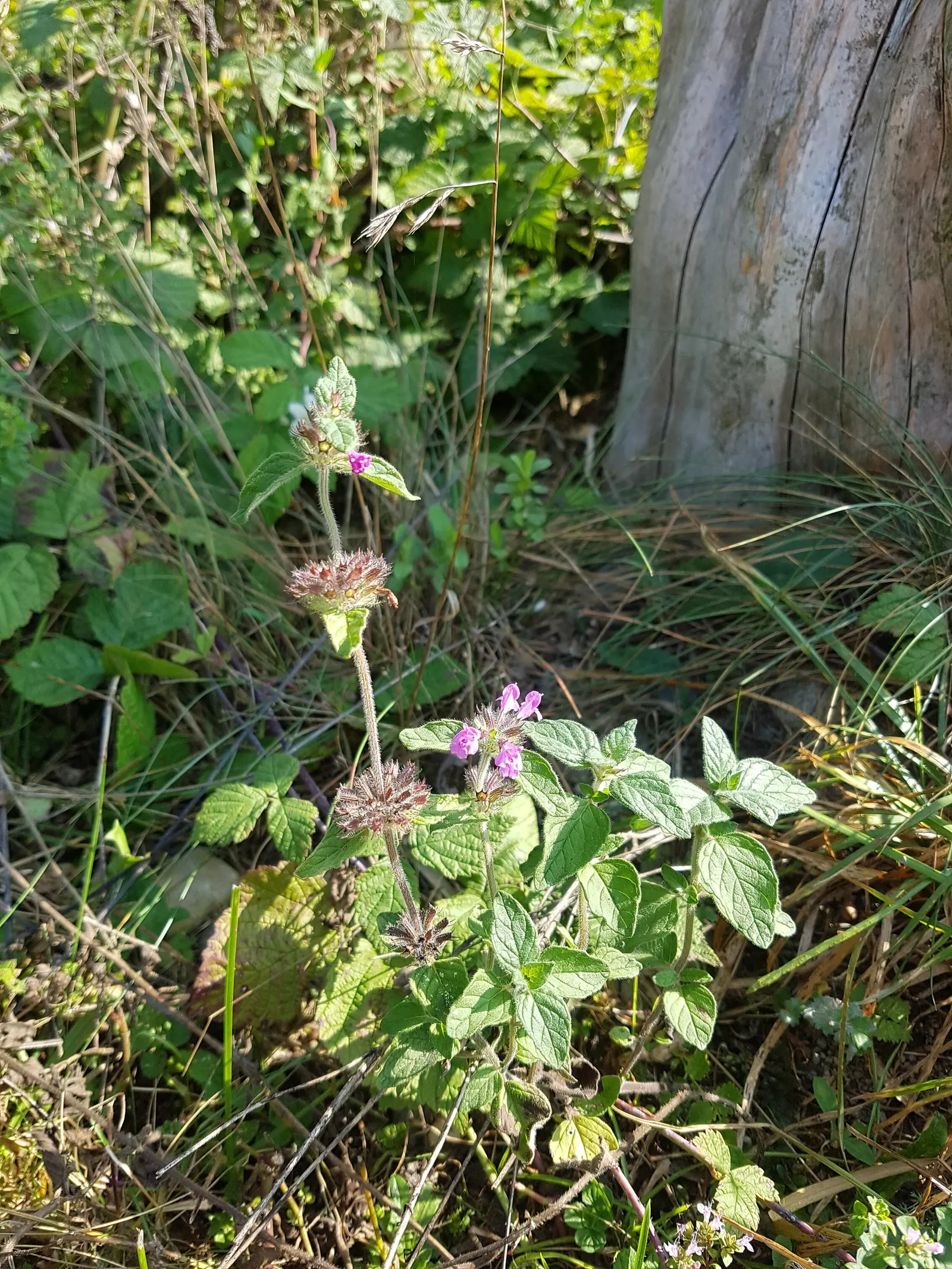 Calamint (Calamintha Nepeta) — or as a complement to other flowering perennials and grasses; which is beneficial for low-maintenance or, image 184