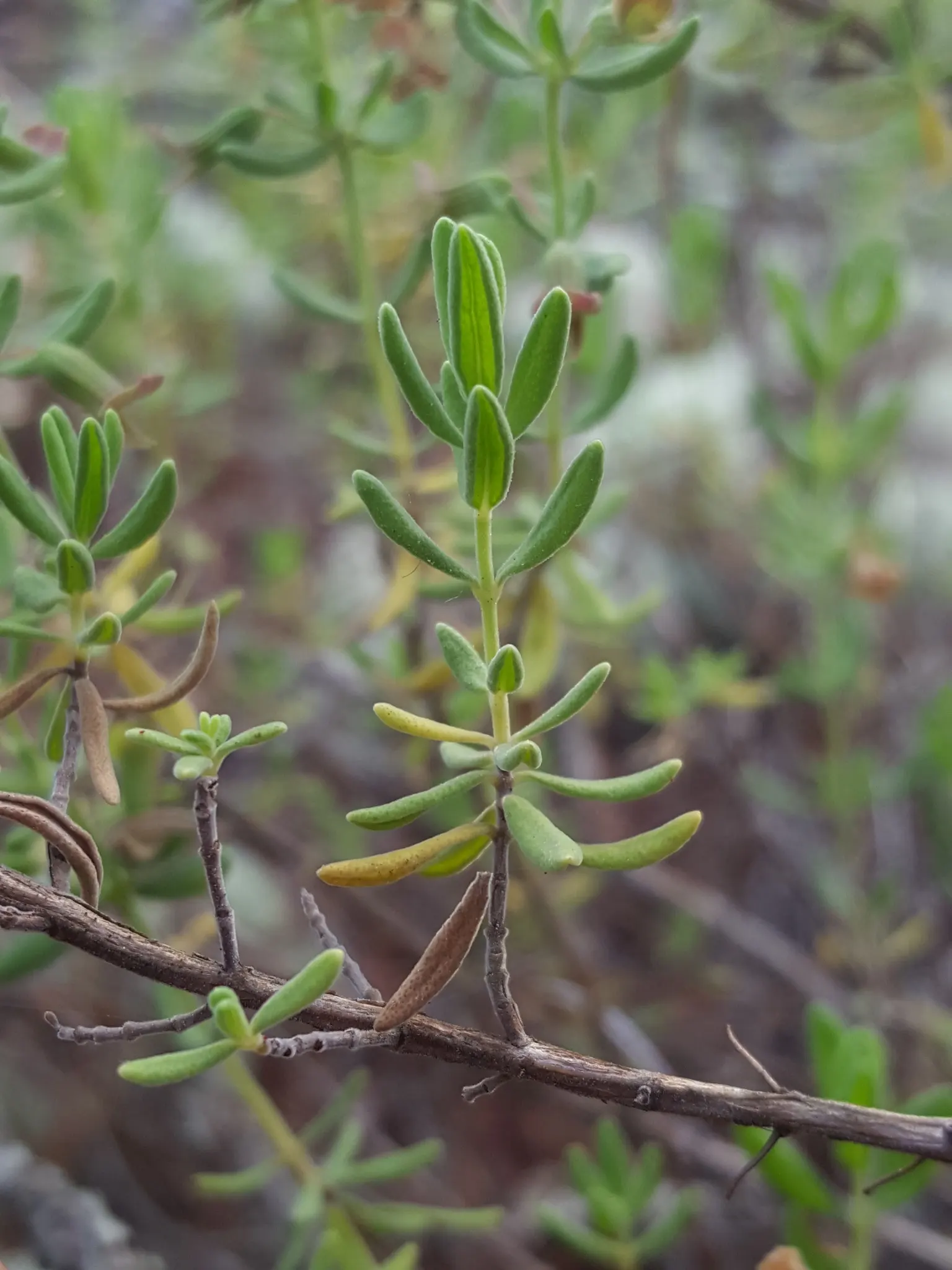 Calamint (Calamintha Nepeta) — oval-shaped leaves are a luscious green; as a member of the mint family, image 94