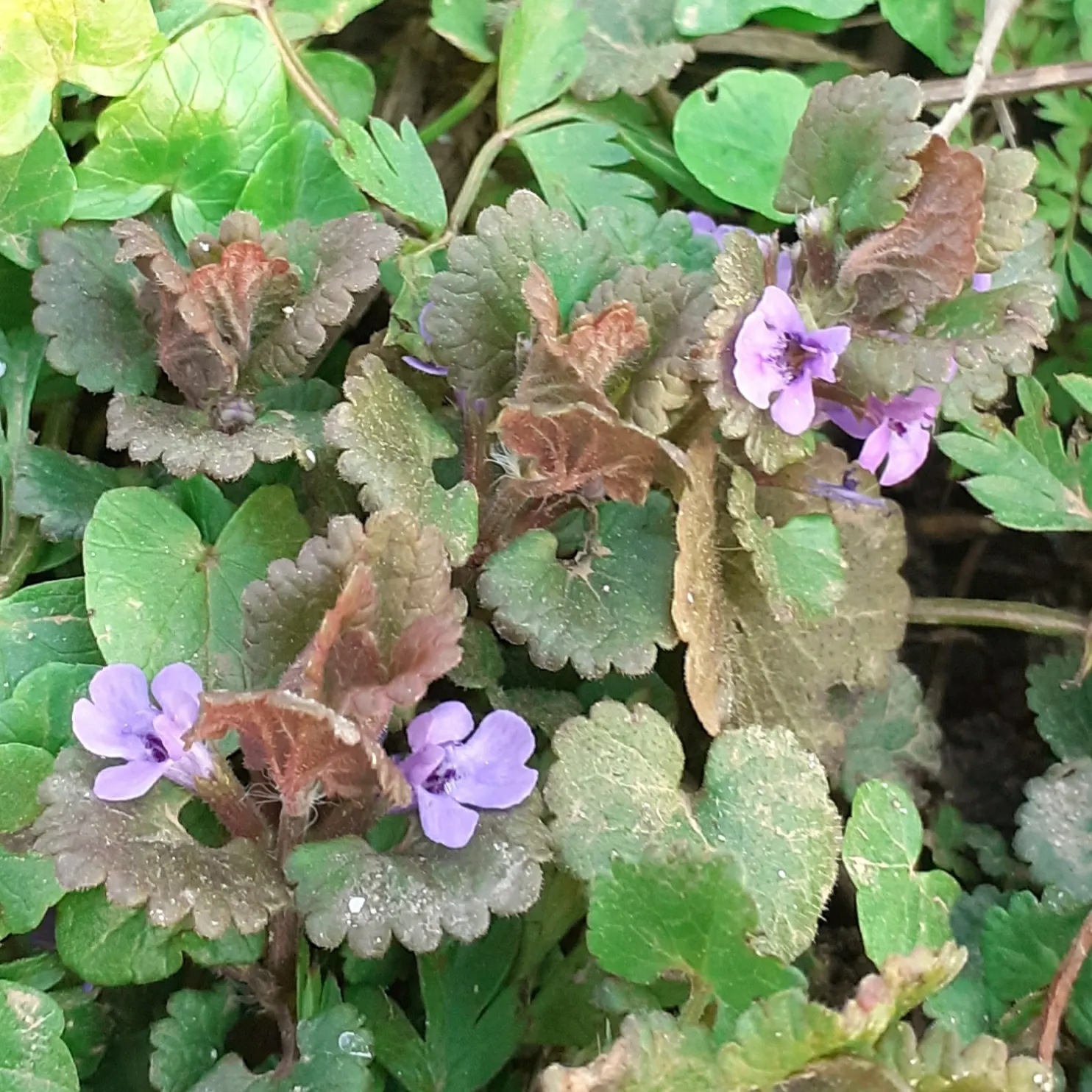 Calamint (Calamintha Nepeta) — requiring minimal care once established