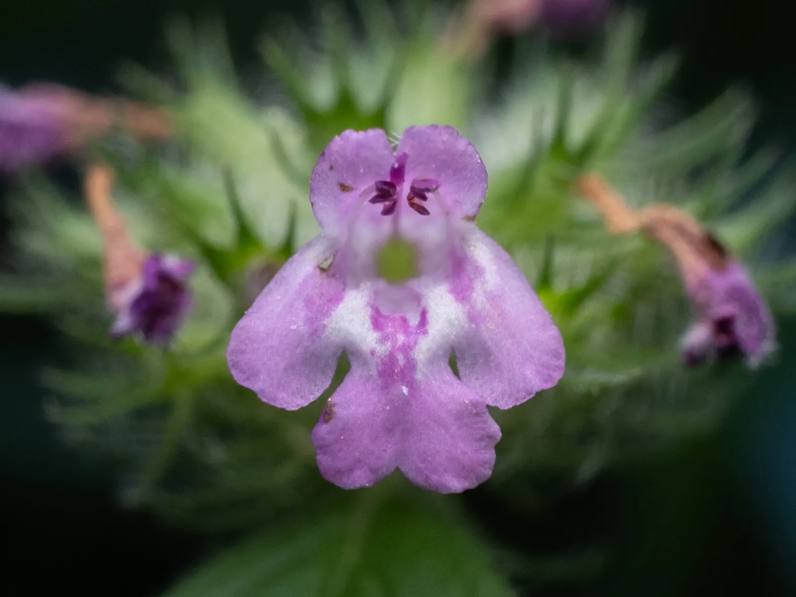 Calamint (Calamintha Nepeta) — It is also deer-resistant; this bee-friendly plant reaches 12-18 inches tall and spreads up to 18 inches wide, image 74
