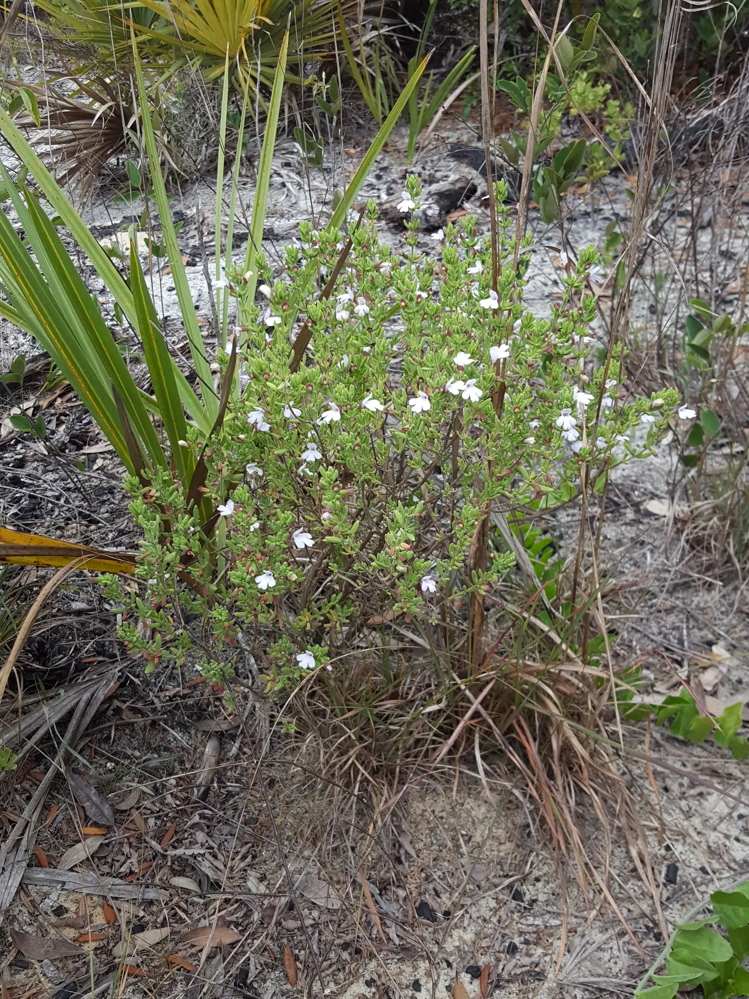 Calamint (Calamintha Nepeta) — oval-shaped leaves are a luscious green; as a member of the mint family, image 148