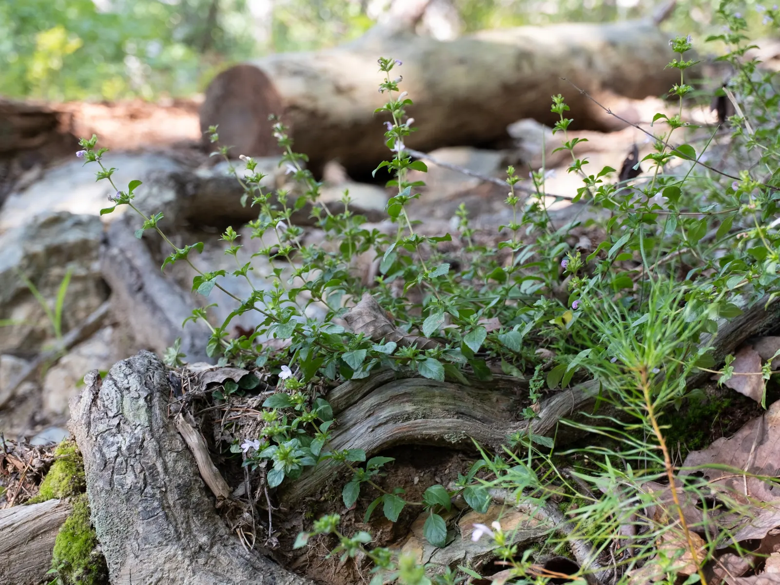 Calamint (Calamintha Nepeta) — creating a low mound of foliage that serves as an excellent groundcover or border frontage