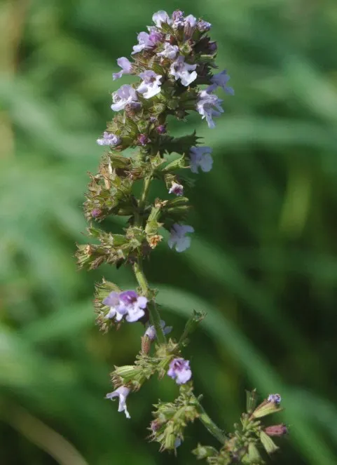 Calamint (Calamintha Nepeta) — This bee-friendly plant reaches 12-18 inches tall and spreads up to 18 inches wide; with a similar spread of up to, image 137