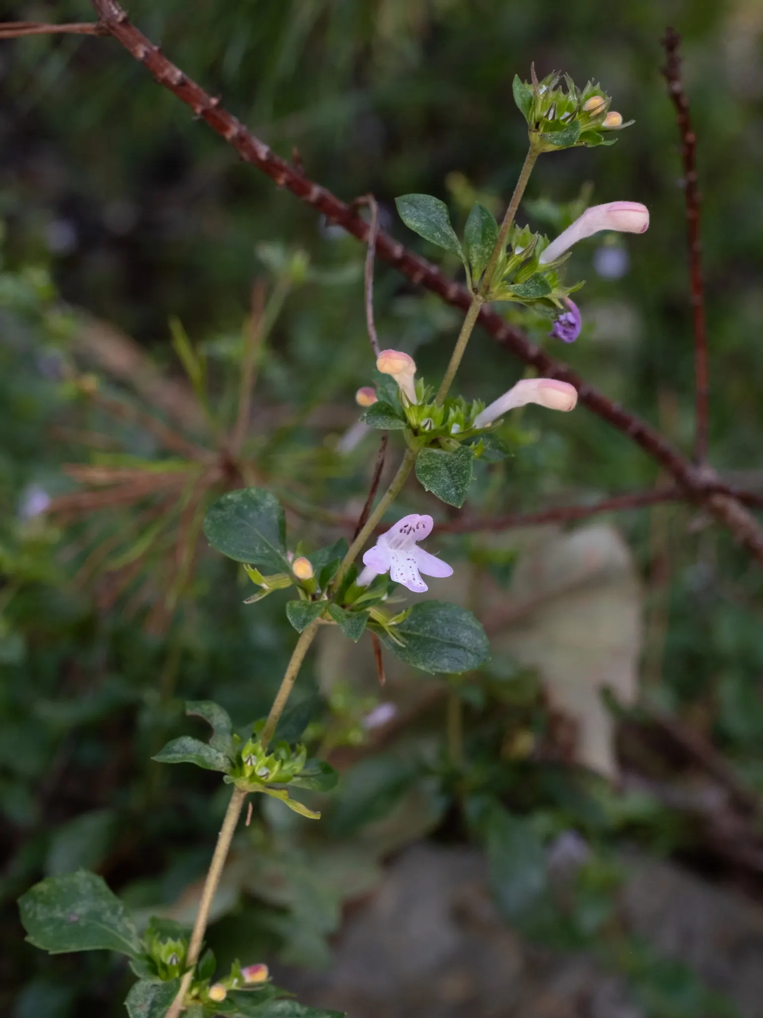 Calamint (Calamintha Nepeta) — It is hardy to USDA zones 5 to 9 and exhibits drought tolerance once established; consider its cascading foliage for, image 69