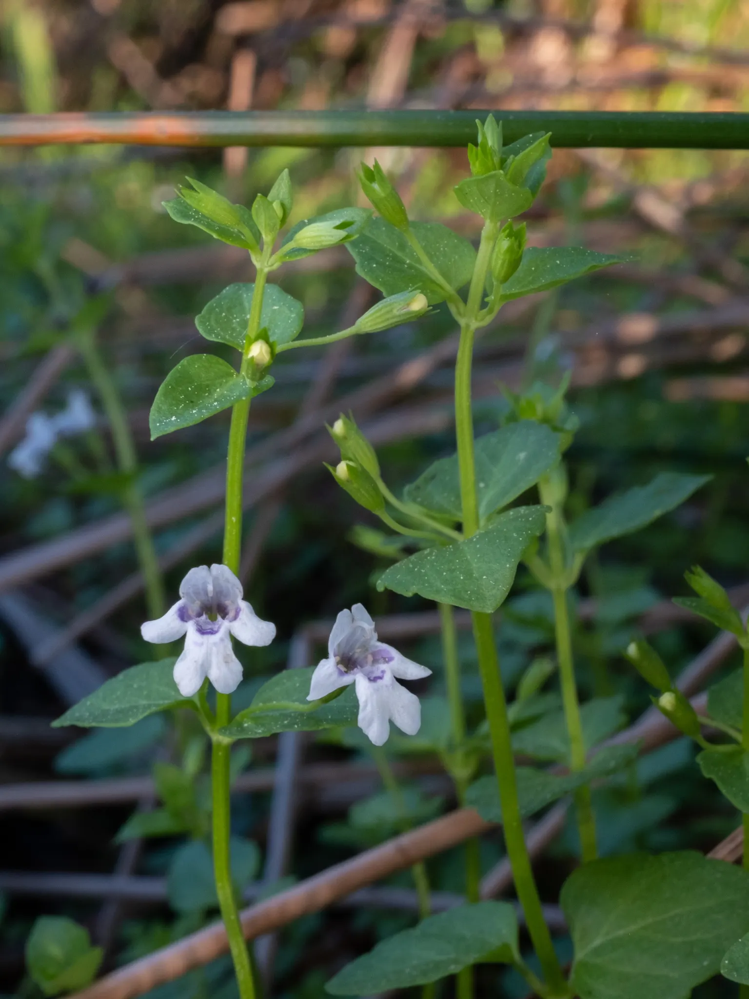 Calamint (Calamintha Nepeta) — delicate lilac to white flowers that bloom profusely from early summer through the late fall; ground cover / perennial with