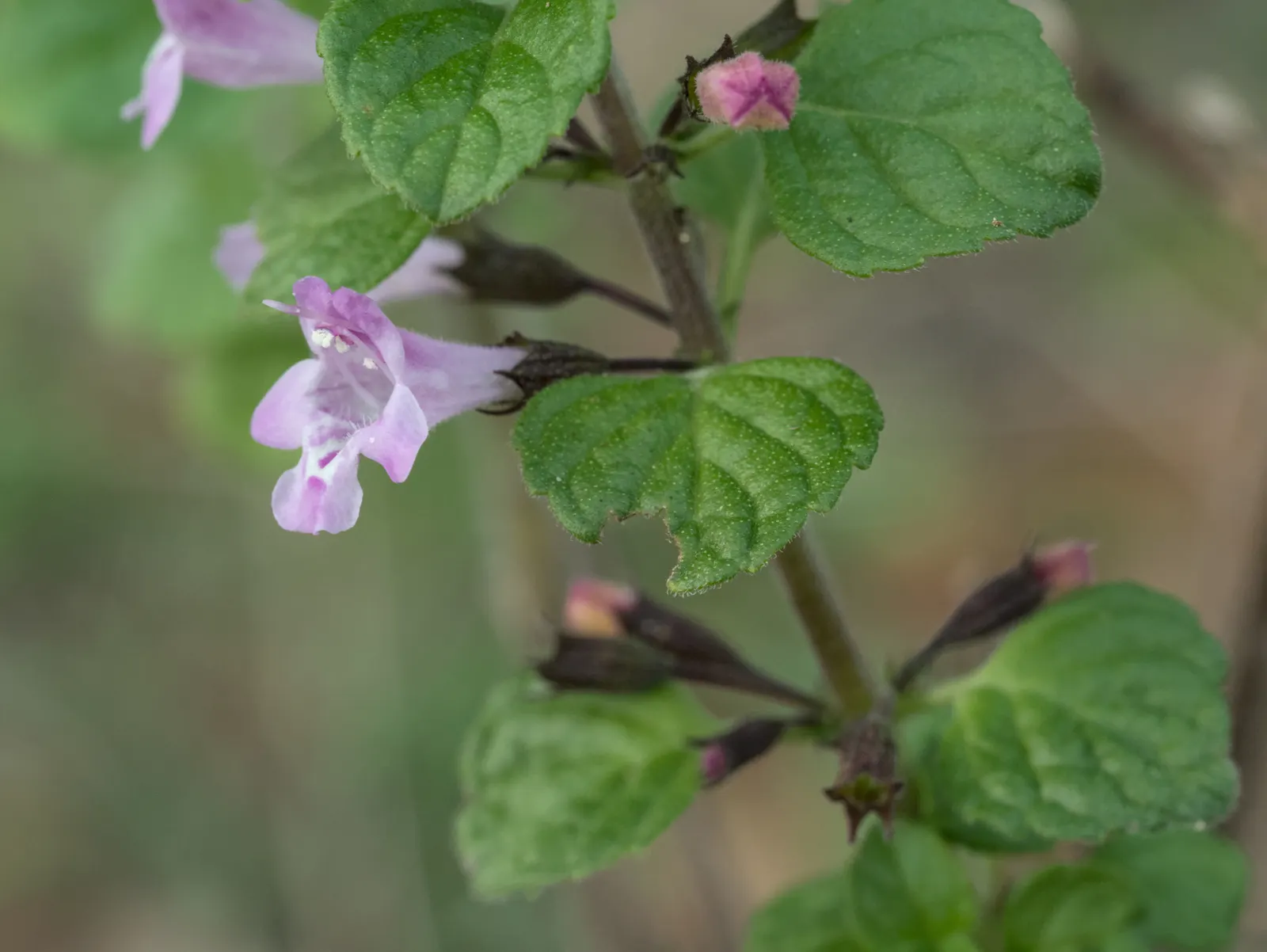 Calamint (Calamintha Nepeta) — which is beneficial for low-maintenance or water-conscious landscapes.<br><br>Moreover