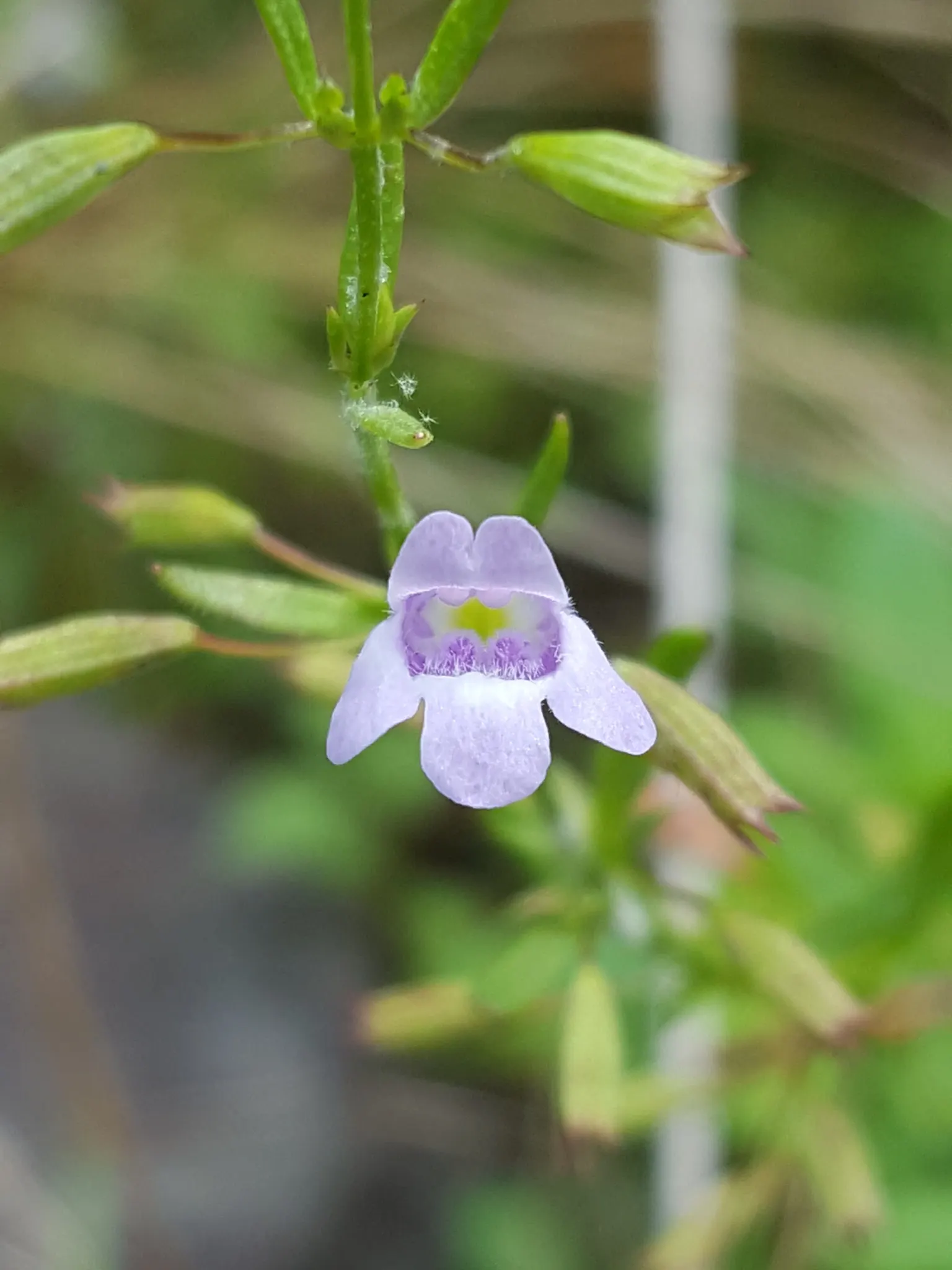 Calamint (Calamintha Nepeta) — This bee-friendly plant reaches 12-18 inches tall and spreads up to 18 inches wide; with a similar spread of up to, image 164